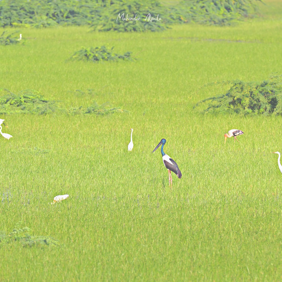 svarthalsstork - ML642848708