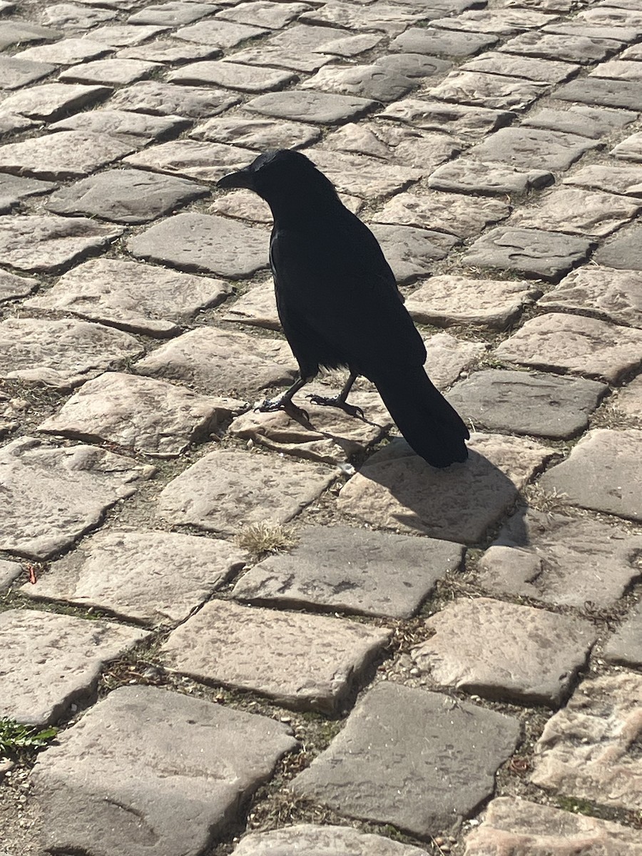 Corneille noire - ML642848725
