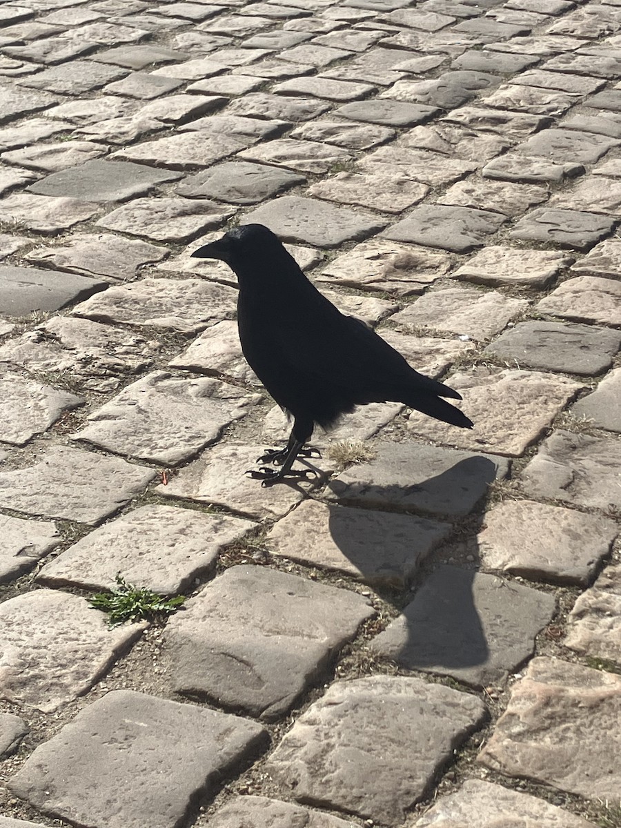 Corneille noire - ML642848726
