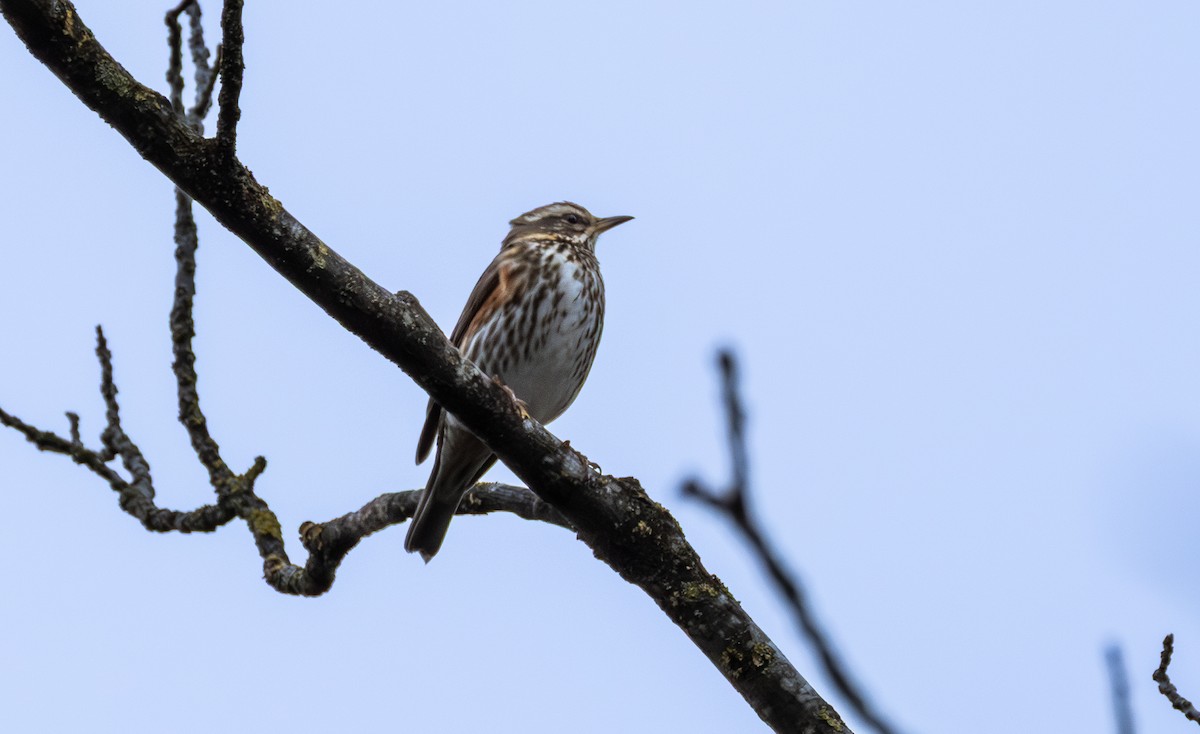 Birigarro hegalgorria - ML642848753