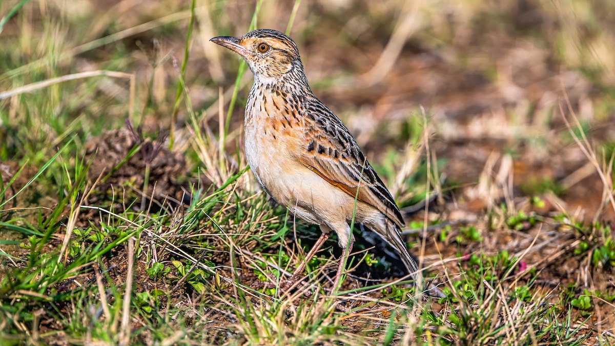 Rufous-naped Lark - ML642848754