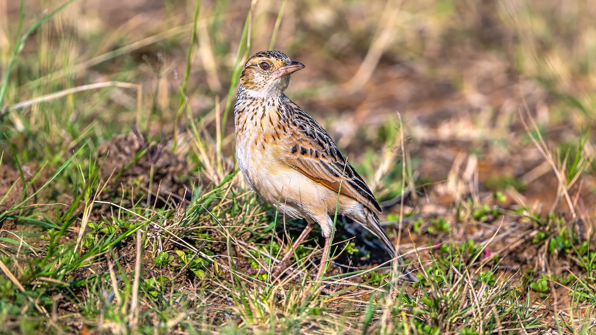 Rufous-naped Lark - ML642848755