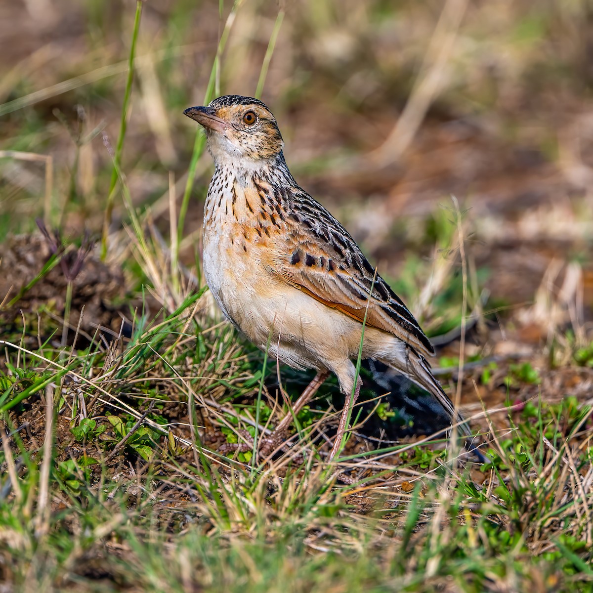 Rufous-naped Lark - ML642848756
