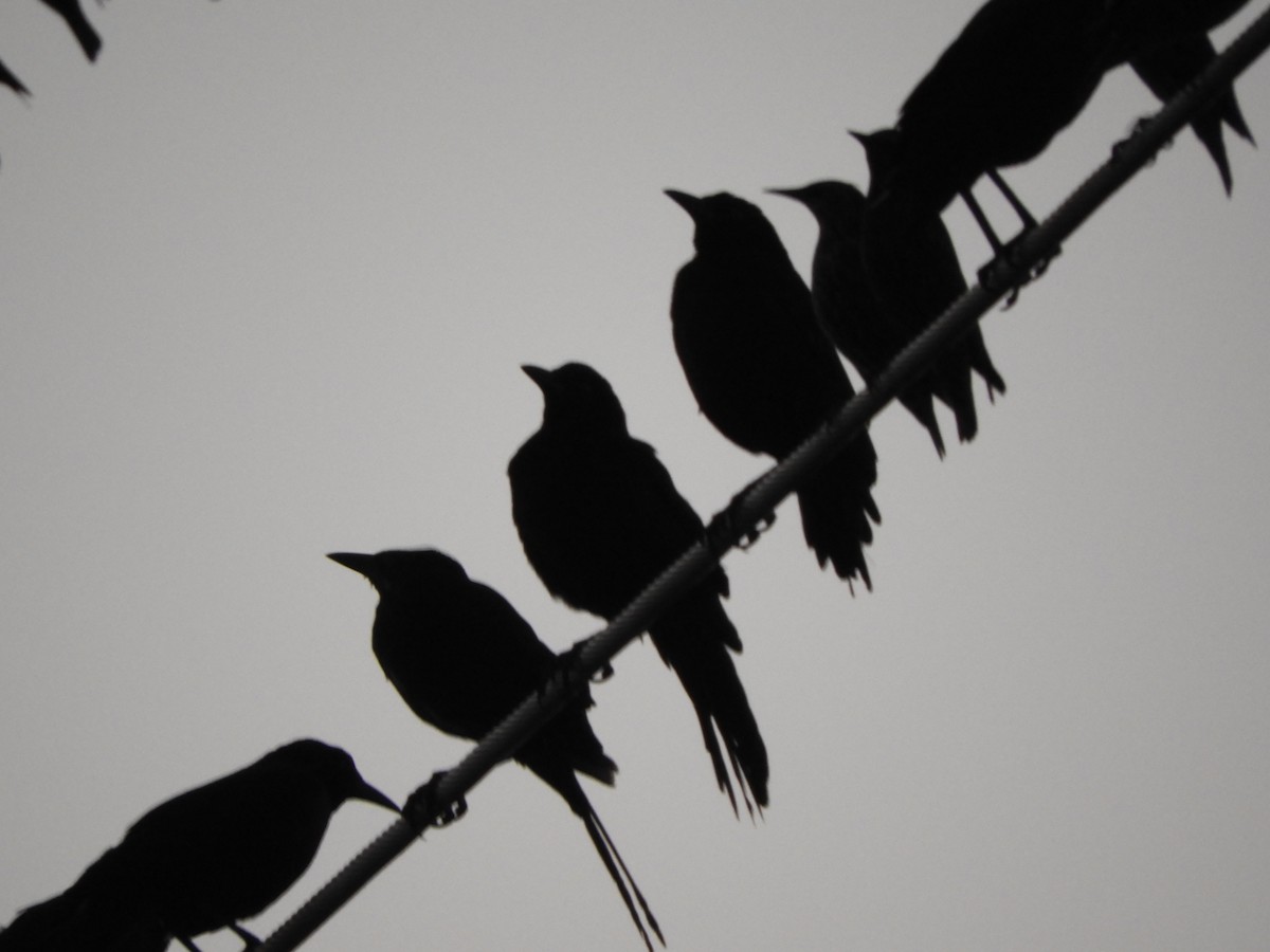 Great-tailed Grackle - ML642848763
