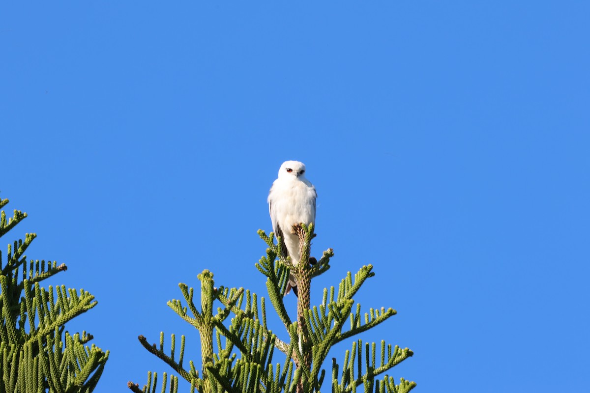 Black-shouldered Kite - ML642848764
