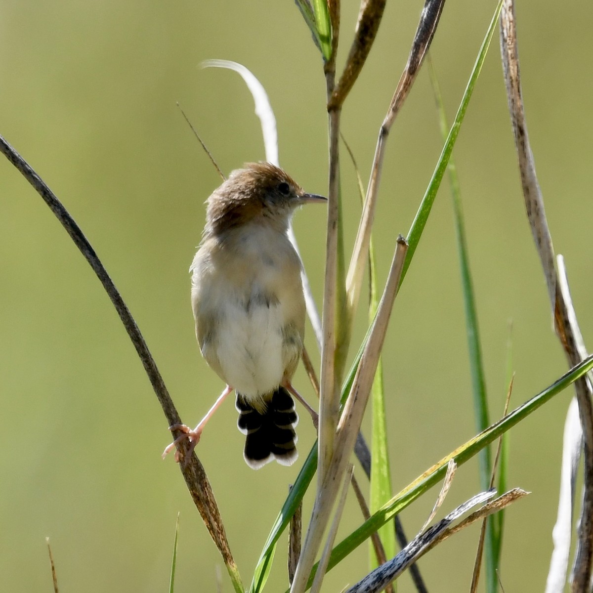 Golden-headed Cisticola - ML642848765