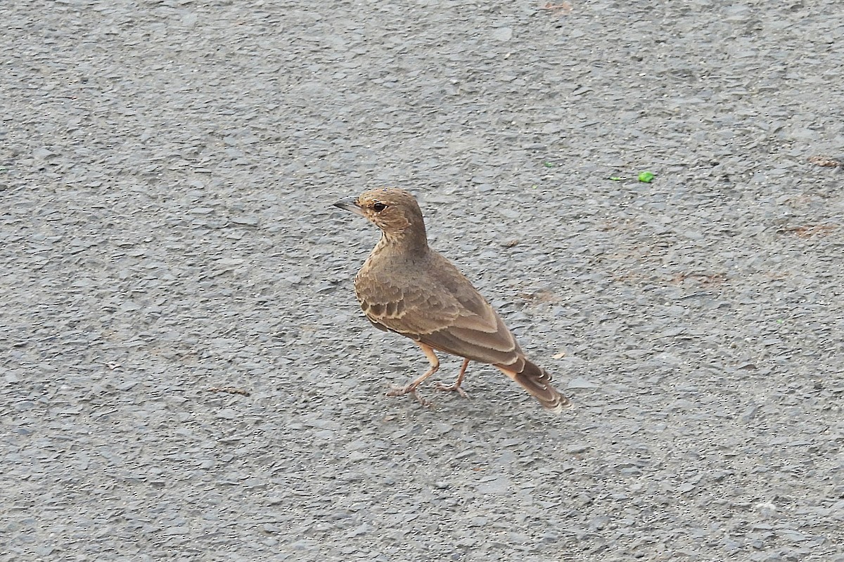 Rufous-tailed Lark - ML642848766