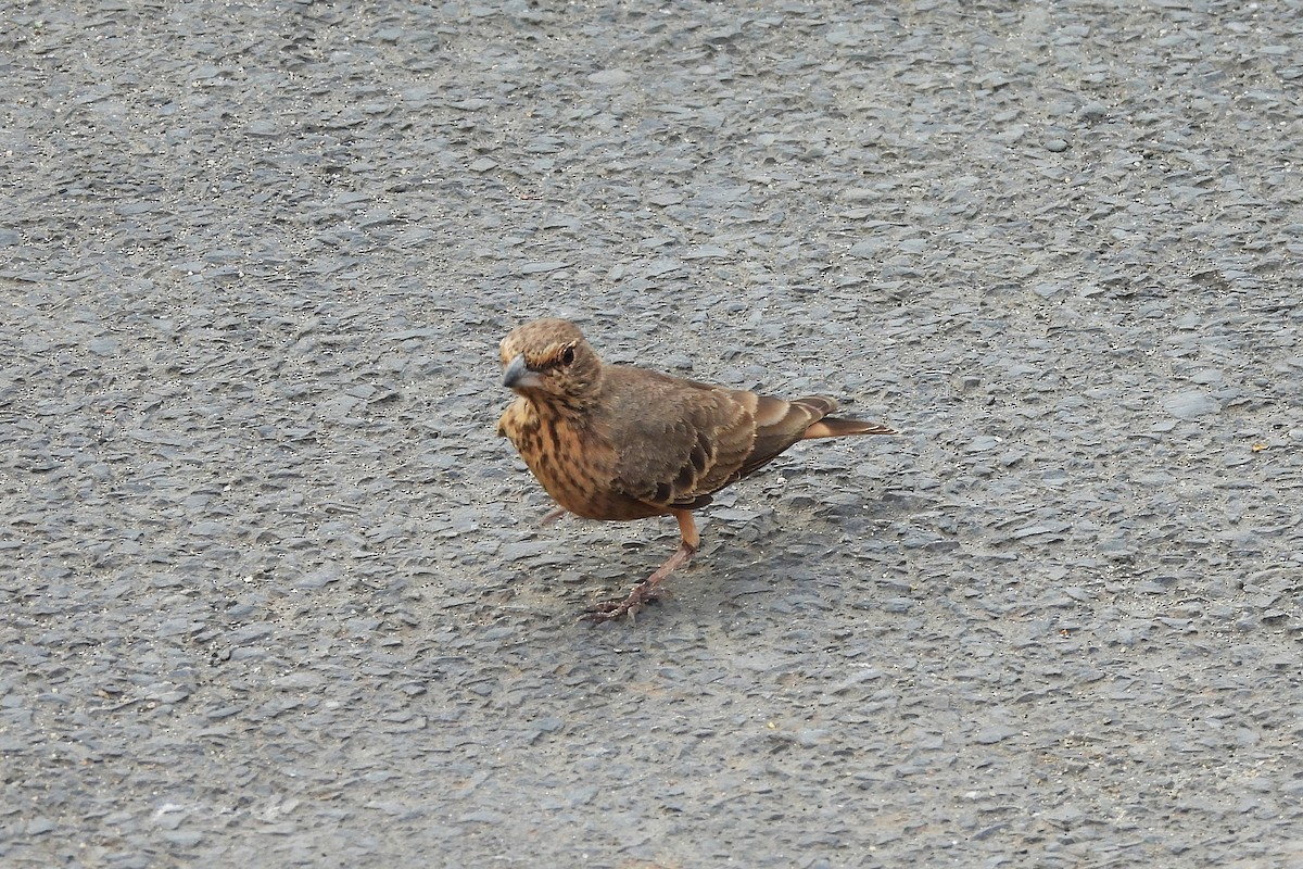 Rufous-tailed Lark - ML642848767