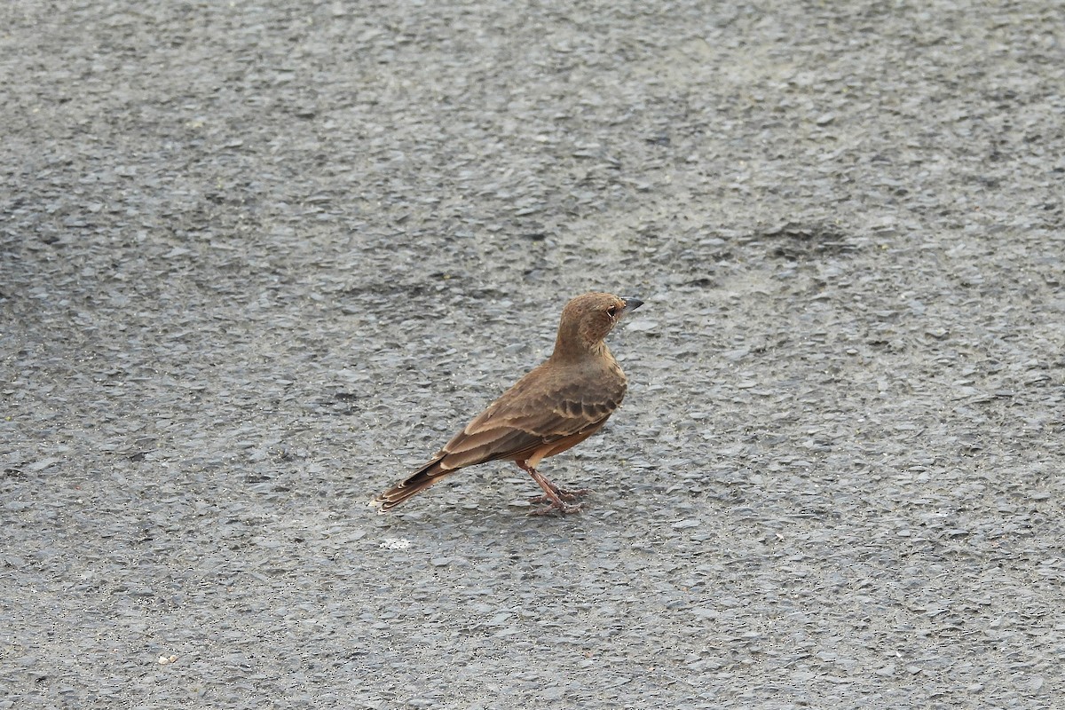 Rufous-tailed Lark - ML642848768