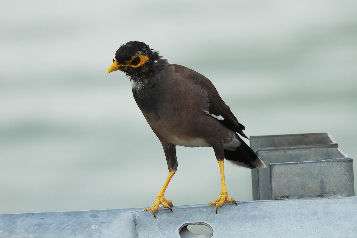 Common Myna - ML642848773