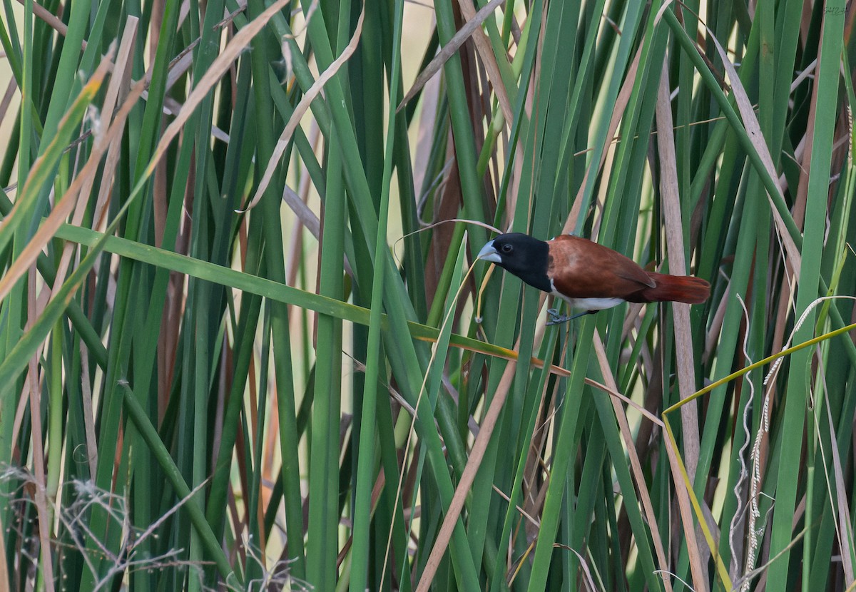 Tricolored Munia - ML642848774