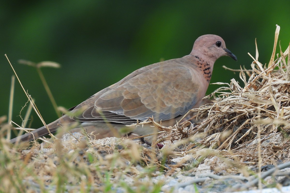 Laughing Dove - ML642848776
