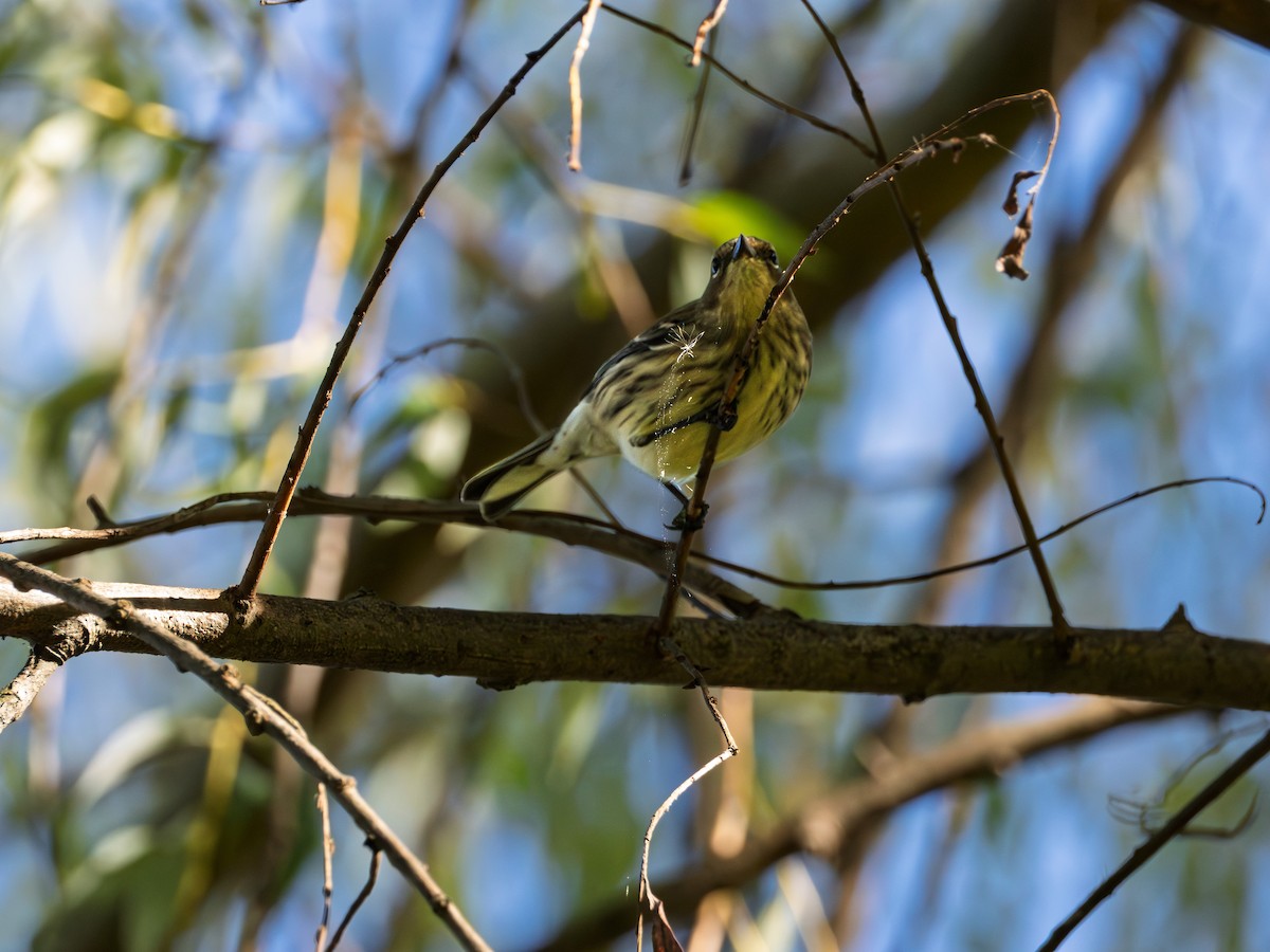 Tigerwaldsänger - ML642848781