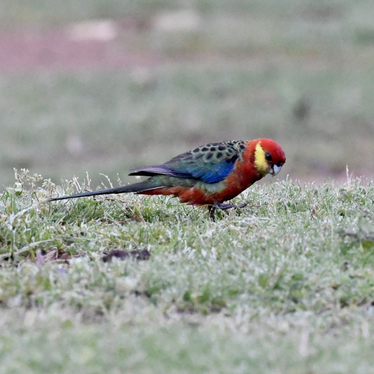 Western Rosella - ML642848783