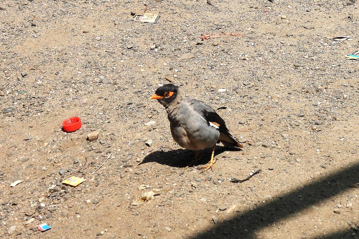 Bank Myna - ML642848786