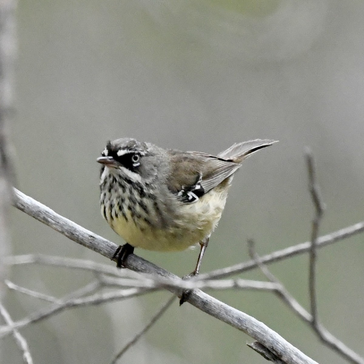 Spotted Scrubwren - ML642848787