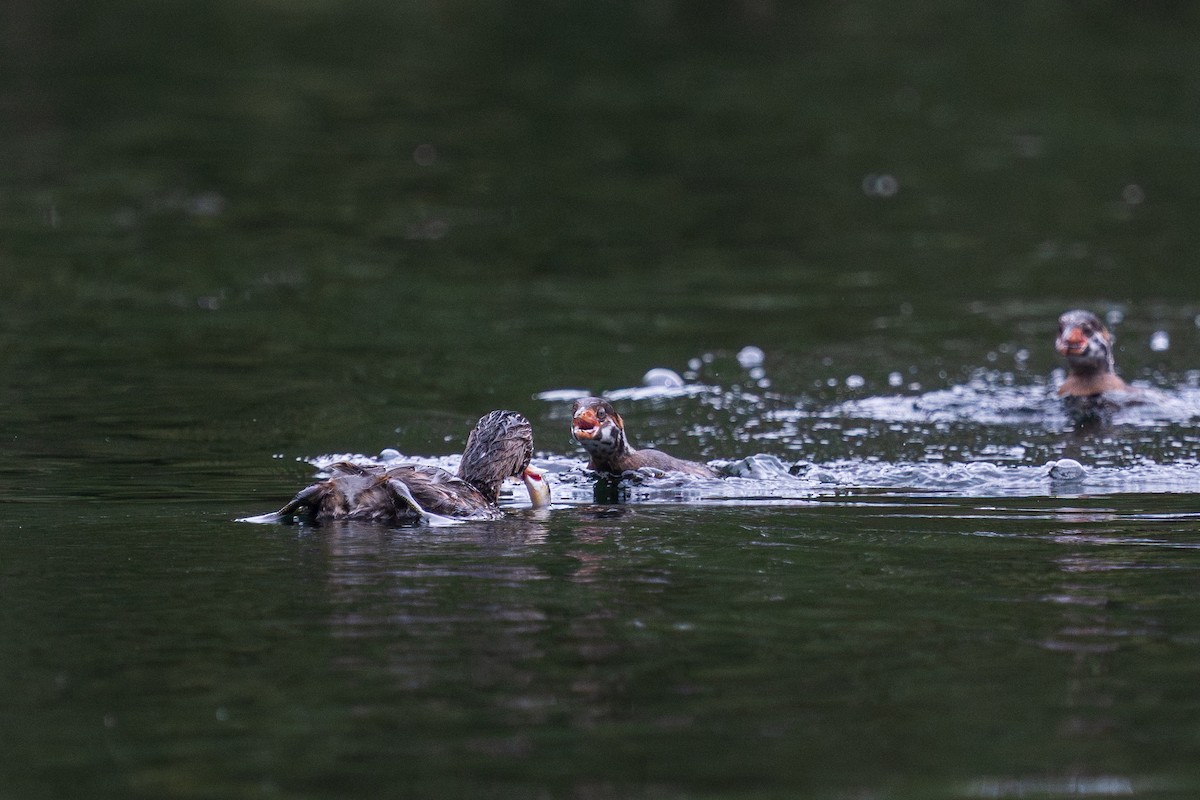 Pied-billed Grebe - ML642848805