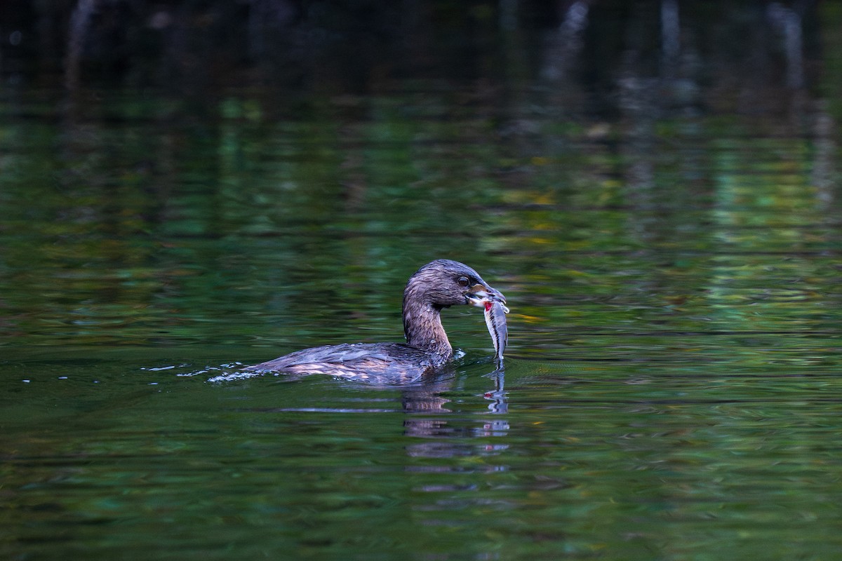 Pied-billed Grebe - ML642848806