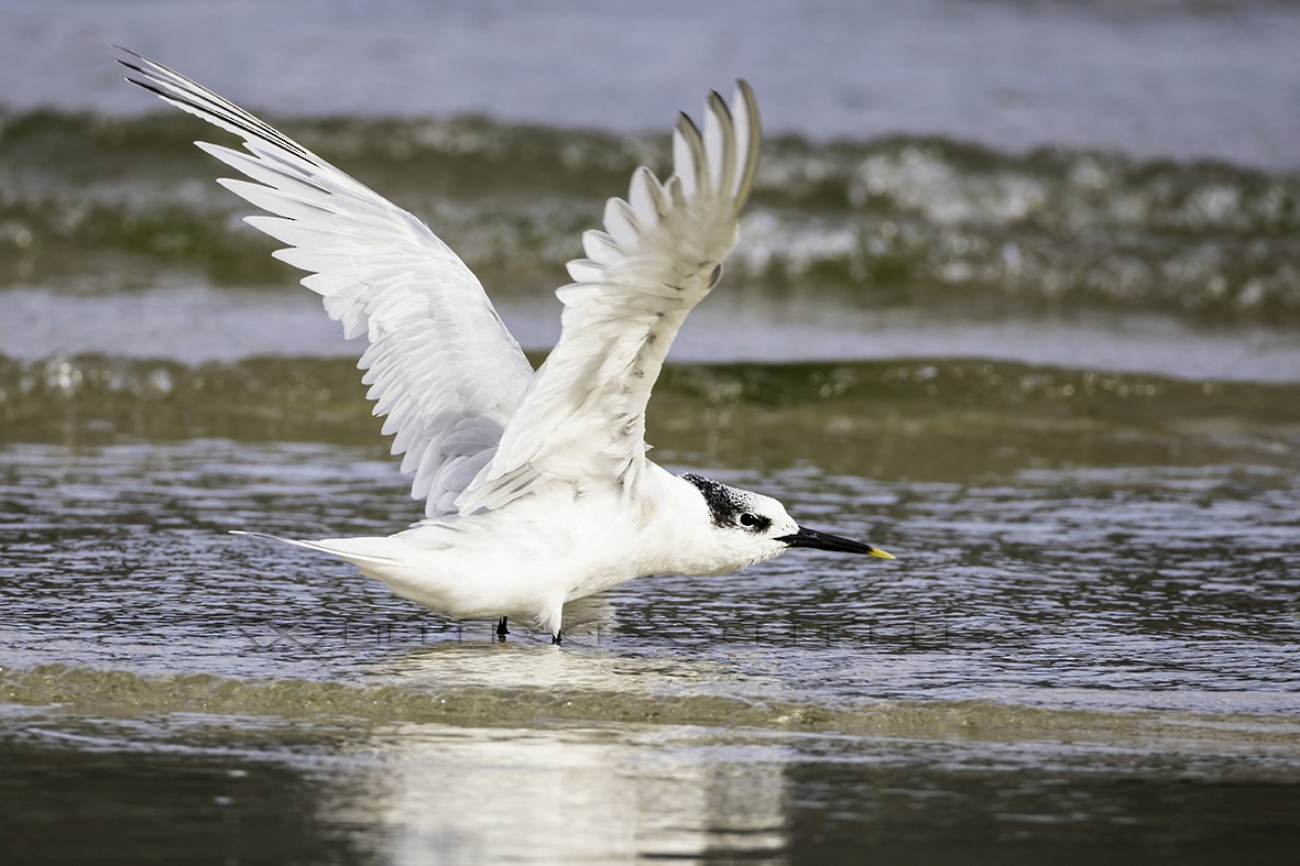 Sandwich Tern - ML642848808