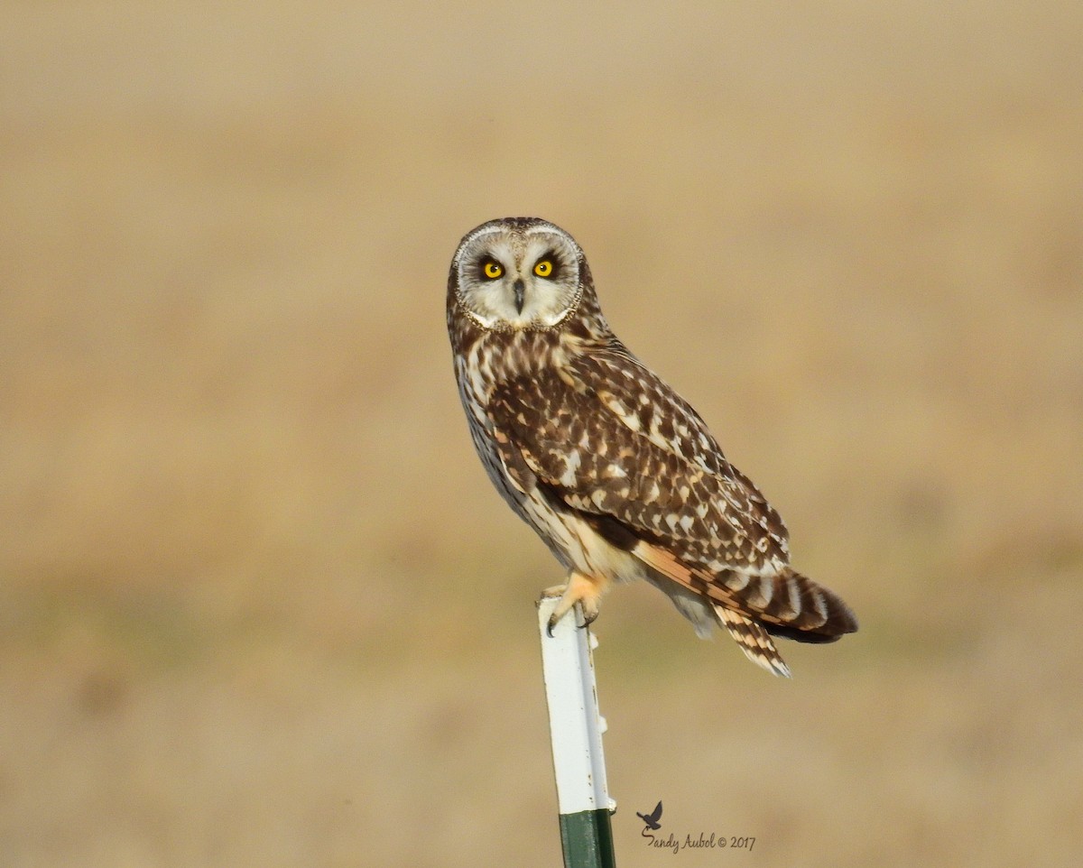Short-eared Owl - Sandy Aubol