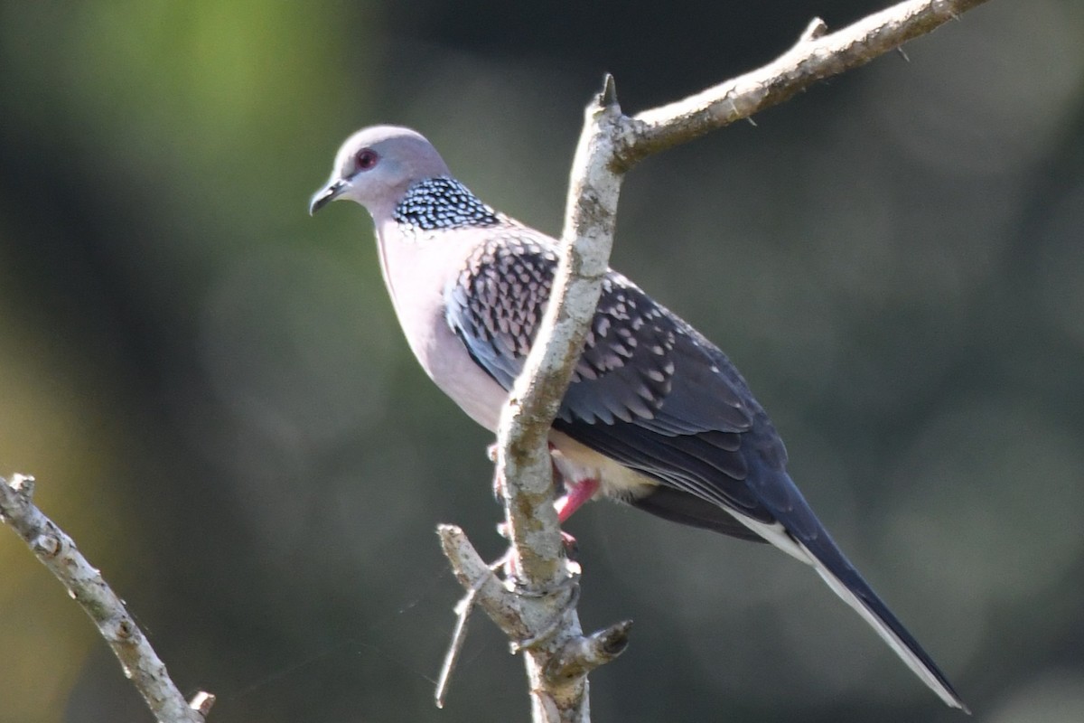 Spotted Dove - ML642848810