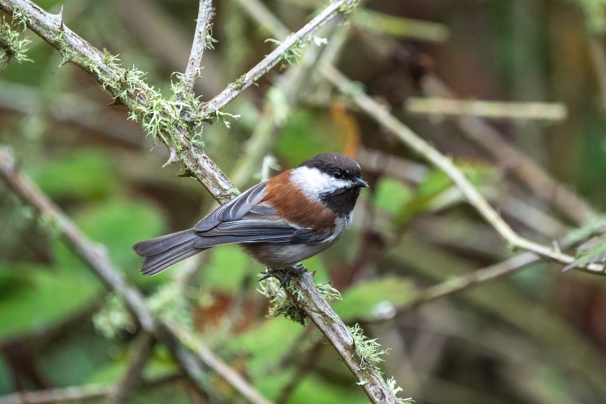 Chestnut-backed Chickadee - ML642848811