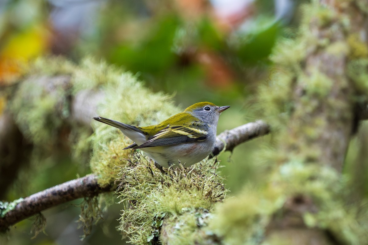 Chestnut-sided Warbler - ML642848813