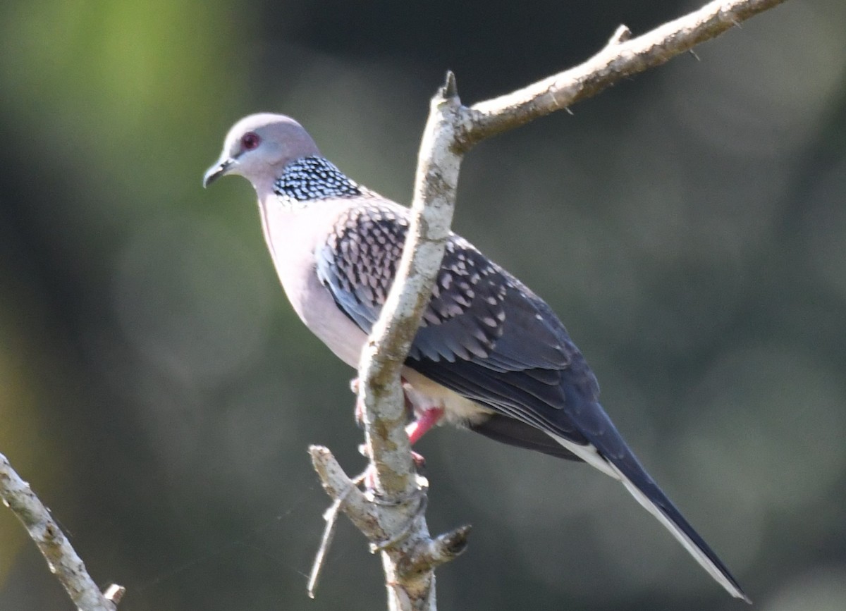 Spotted Dove - ML642848814