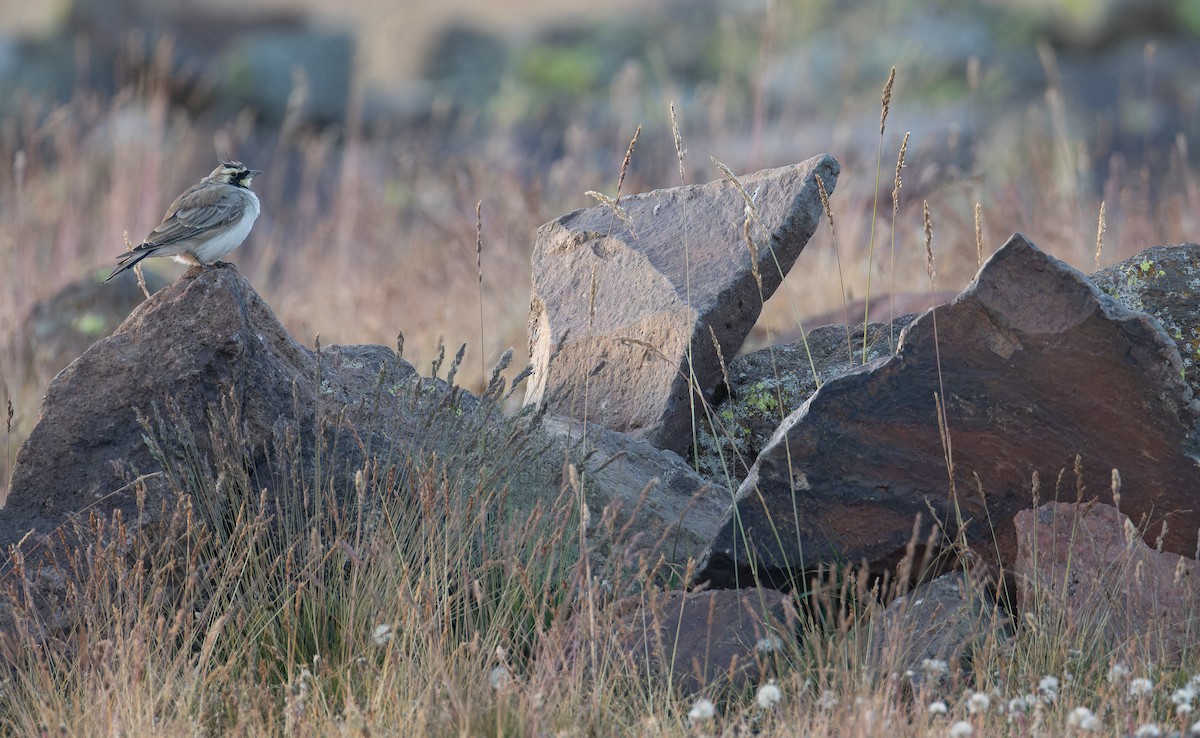 Horned Lark (Black-necklaced) - ML642848815