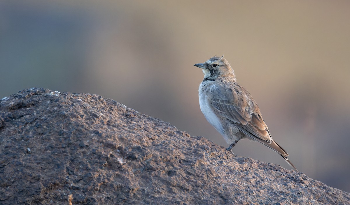 Horned Lark (Black-necklaced) - ML642848816
