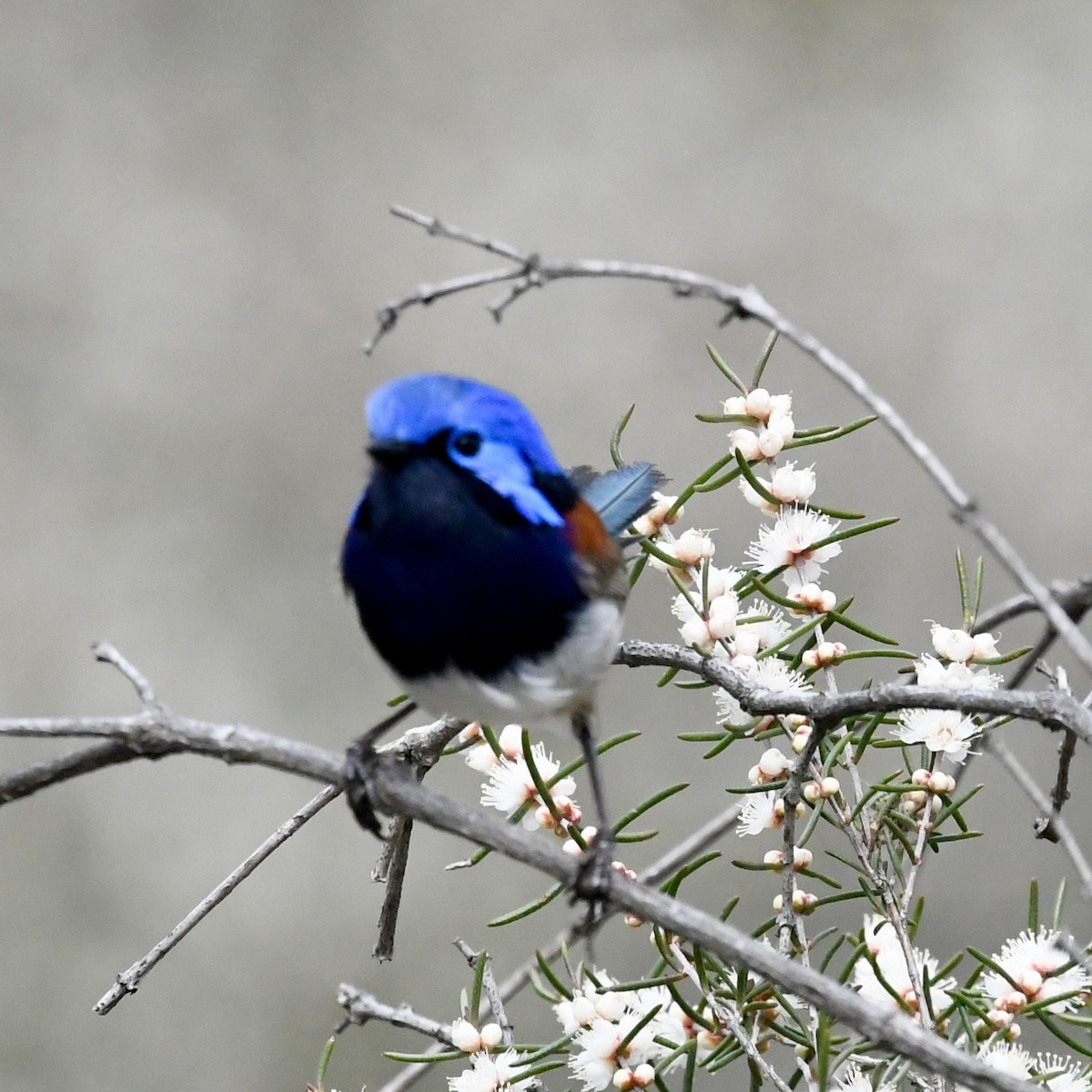 Blue-breasted Fairywren - ML642848817