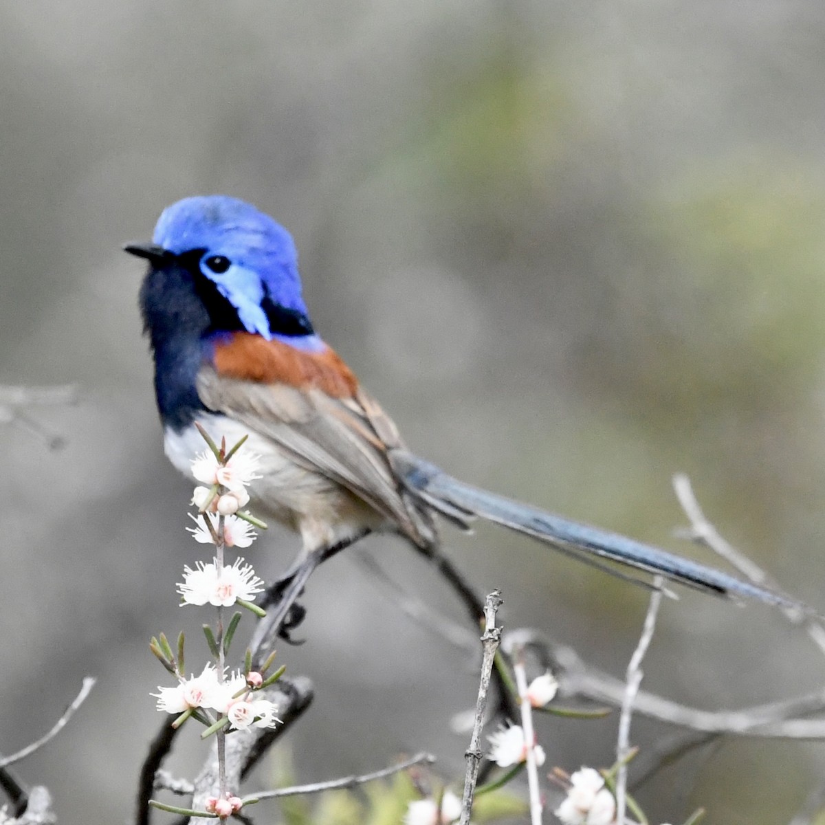 Blue-breasted Fairywren - ML642848818