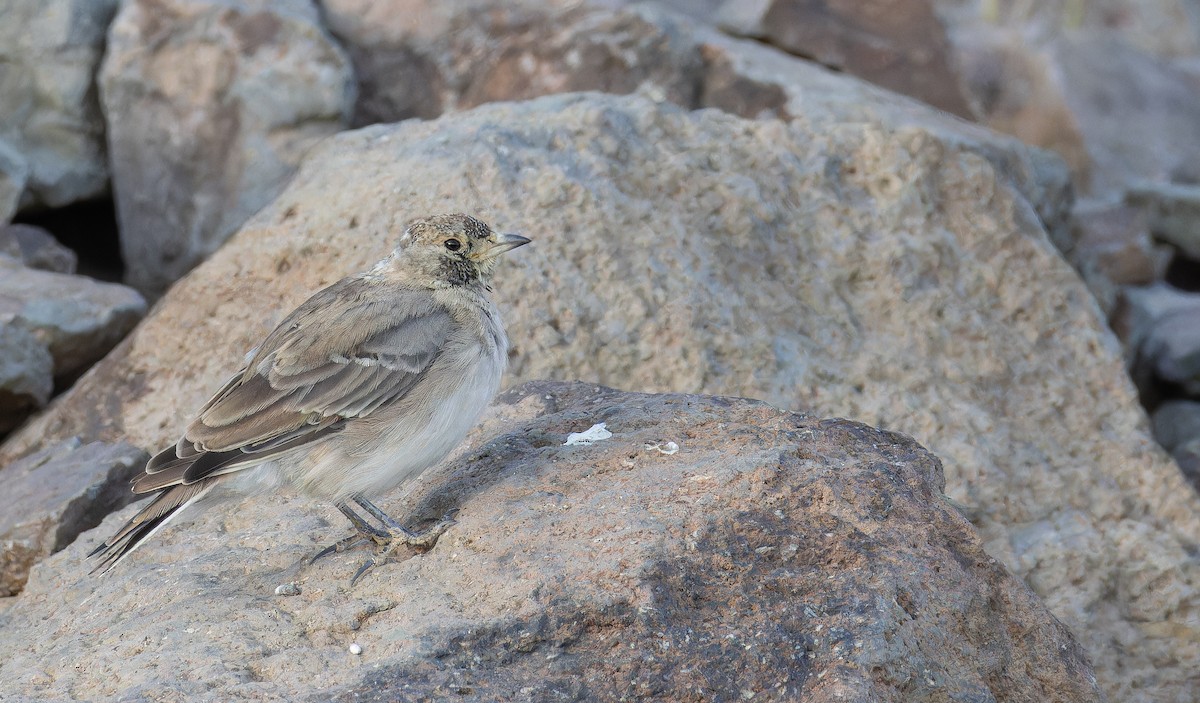 Horned Lark (Black-necklaced) - ML642848819