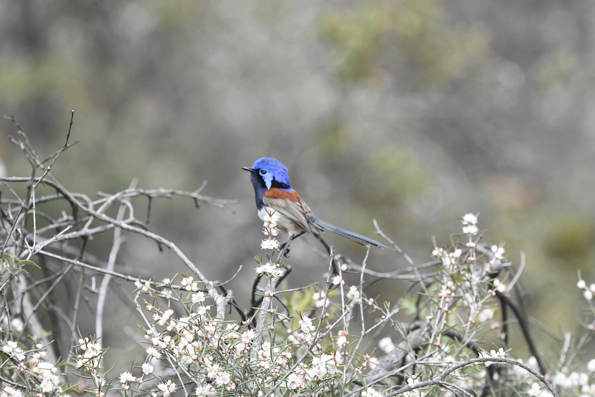 Blue-breasted Fairywren - ML642848820