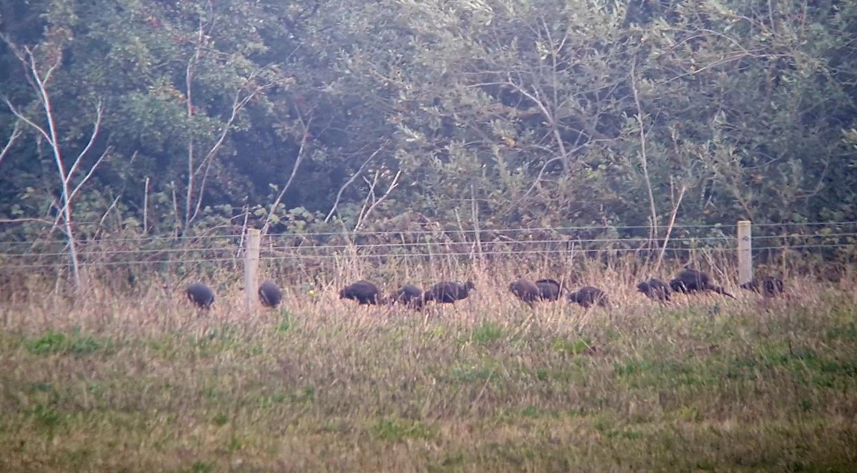 Glossy Ibis - ML642848821