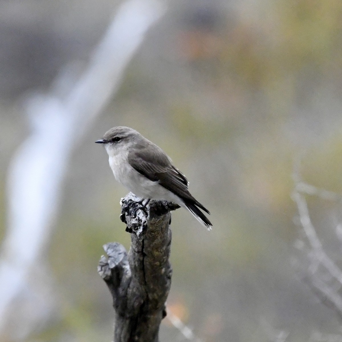 Jacky-winter - ML642848829