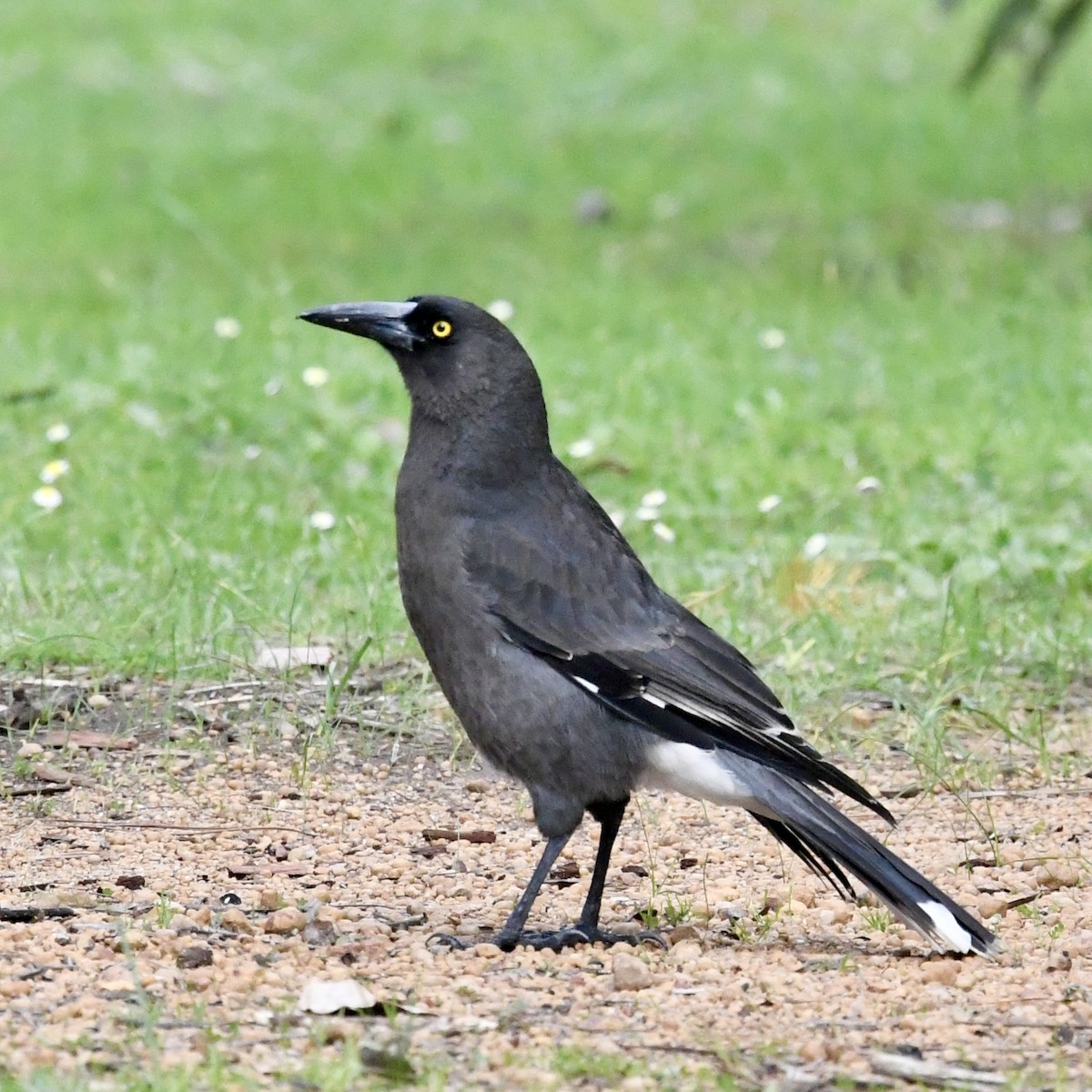 Gray Currawong (Gray) - ML642848833