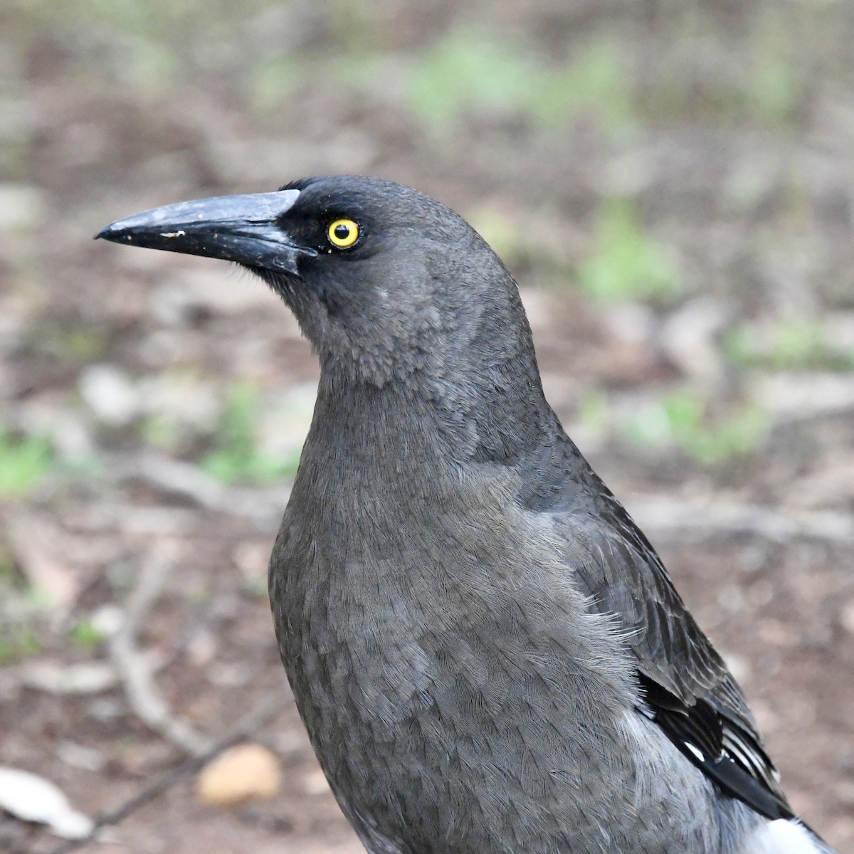Gray Currawong (Gray) - ML642848834