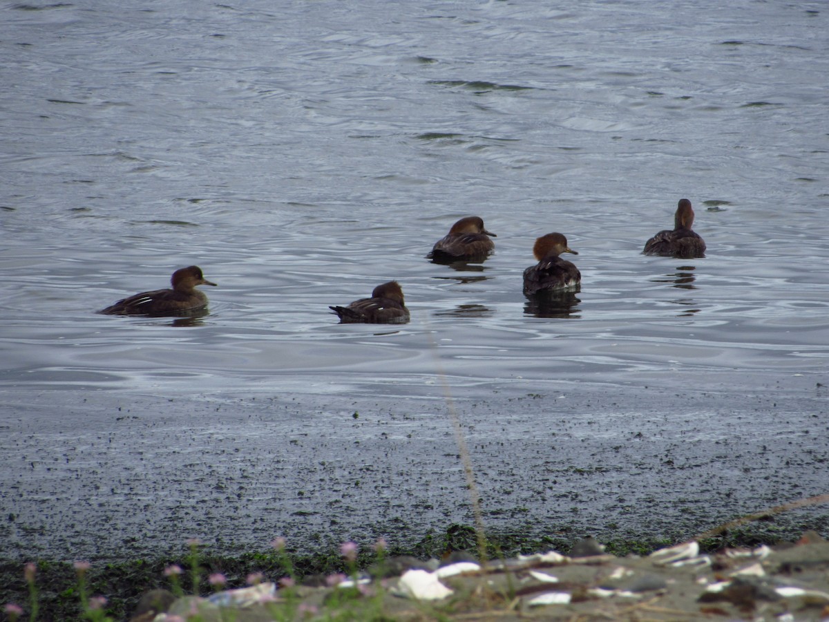 Hooded Merganser - ML642848837
