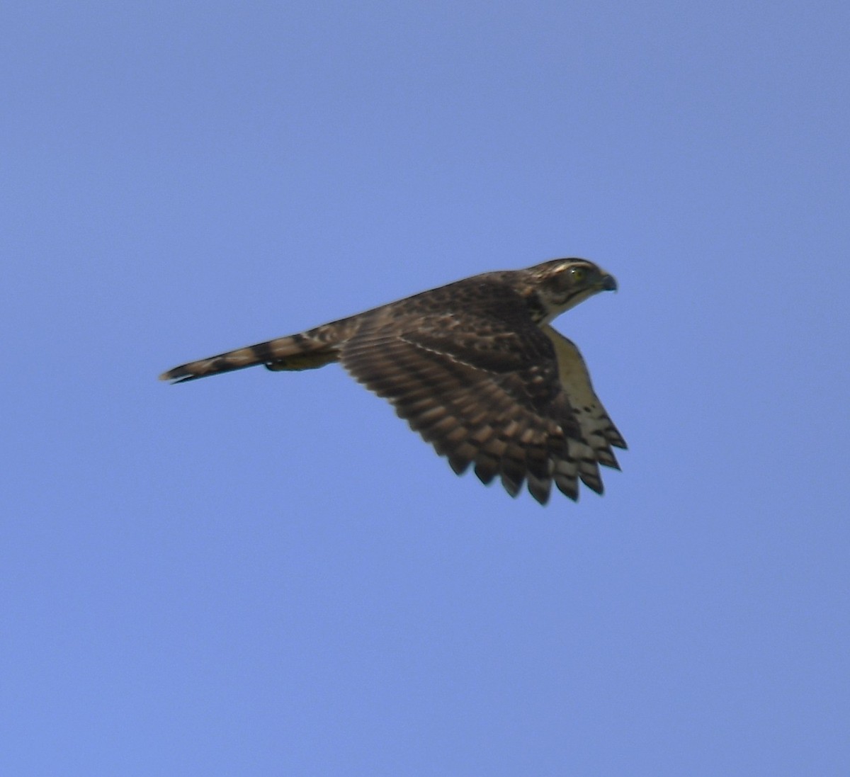 Crested Goshawk - ML642848838