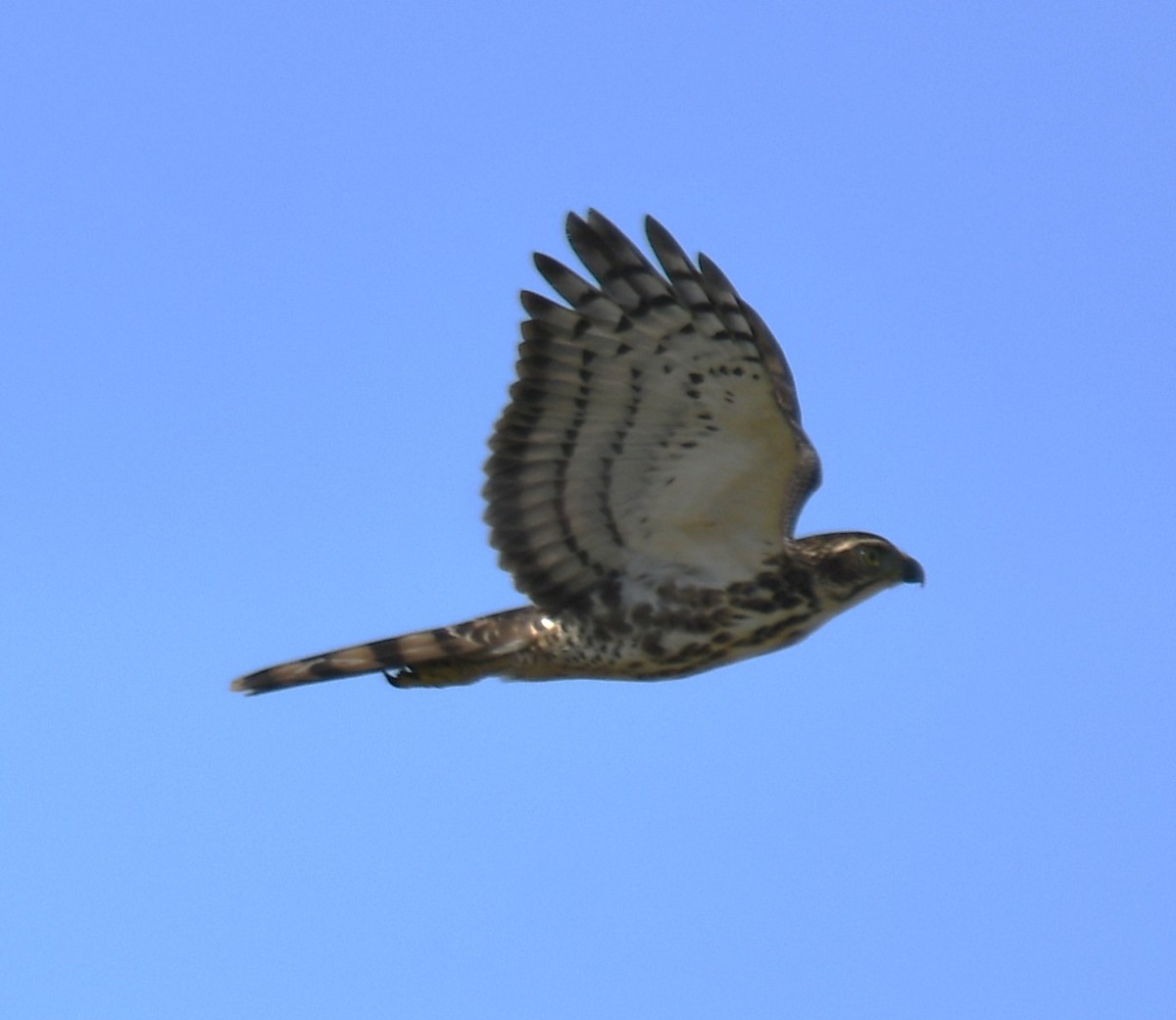 Crested Goshawk - ML642848845
