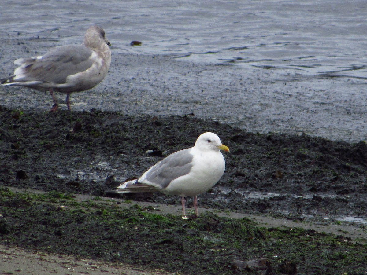 Iceland Gull (Thayer's) - ML642848846