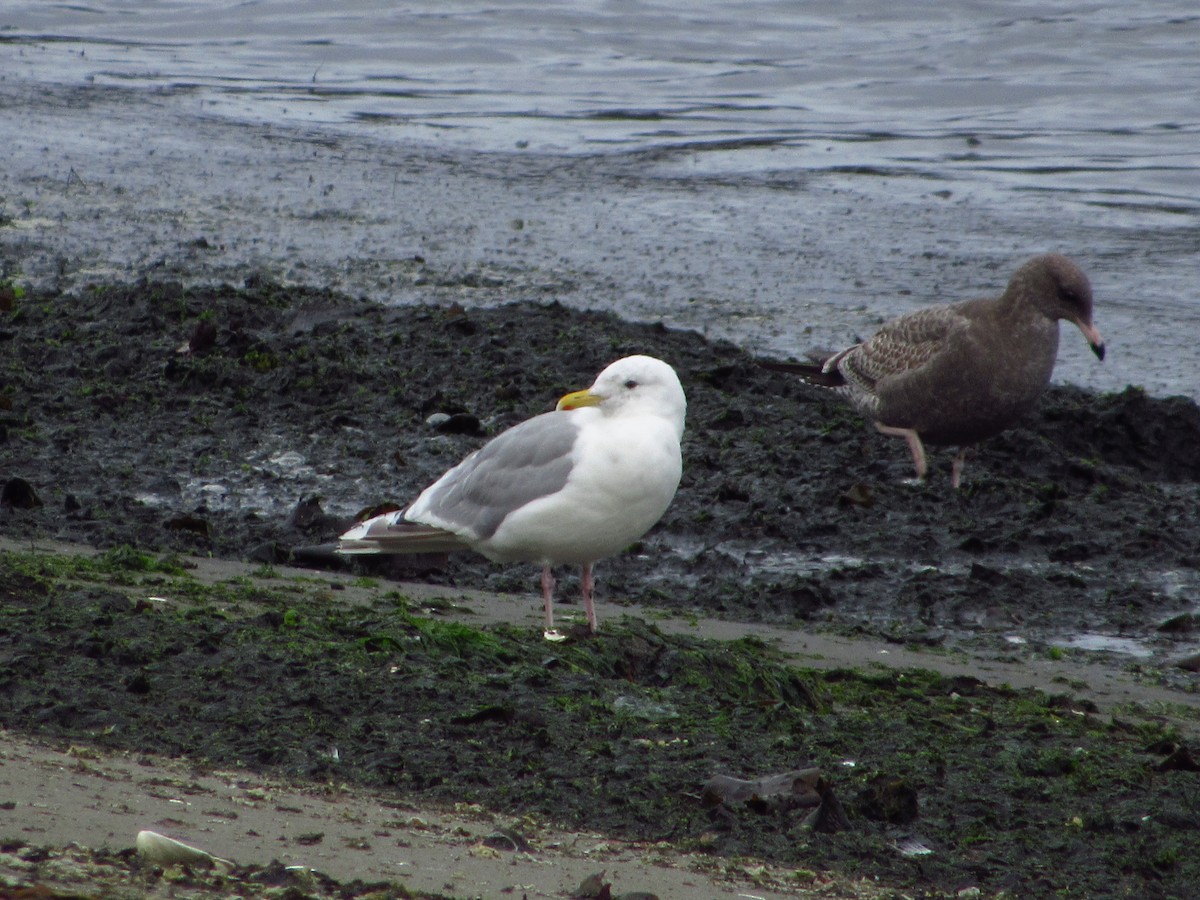 Iceland Gull (Thayer's) - ML642848847