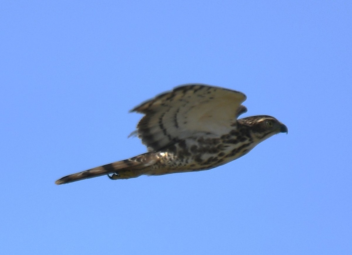 Crested Goshawk - ML642848848