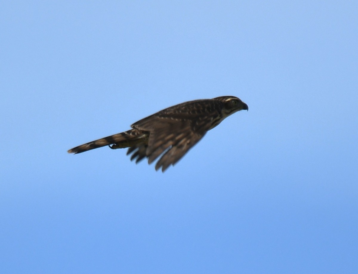 Crested Goshawk - ML642848849