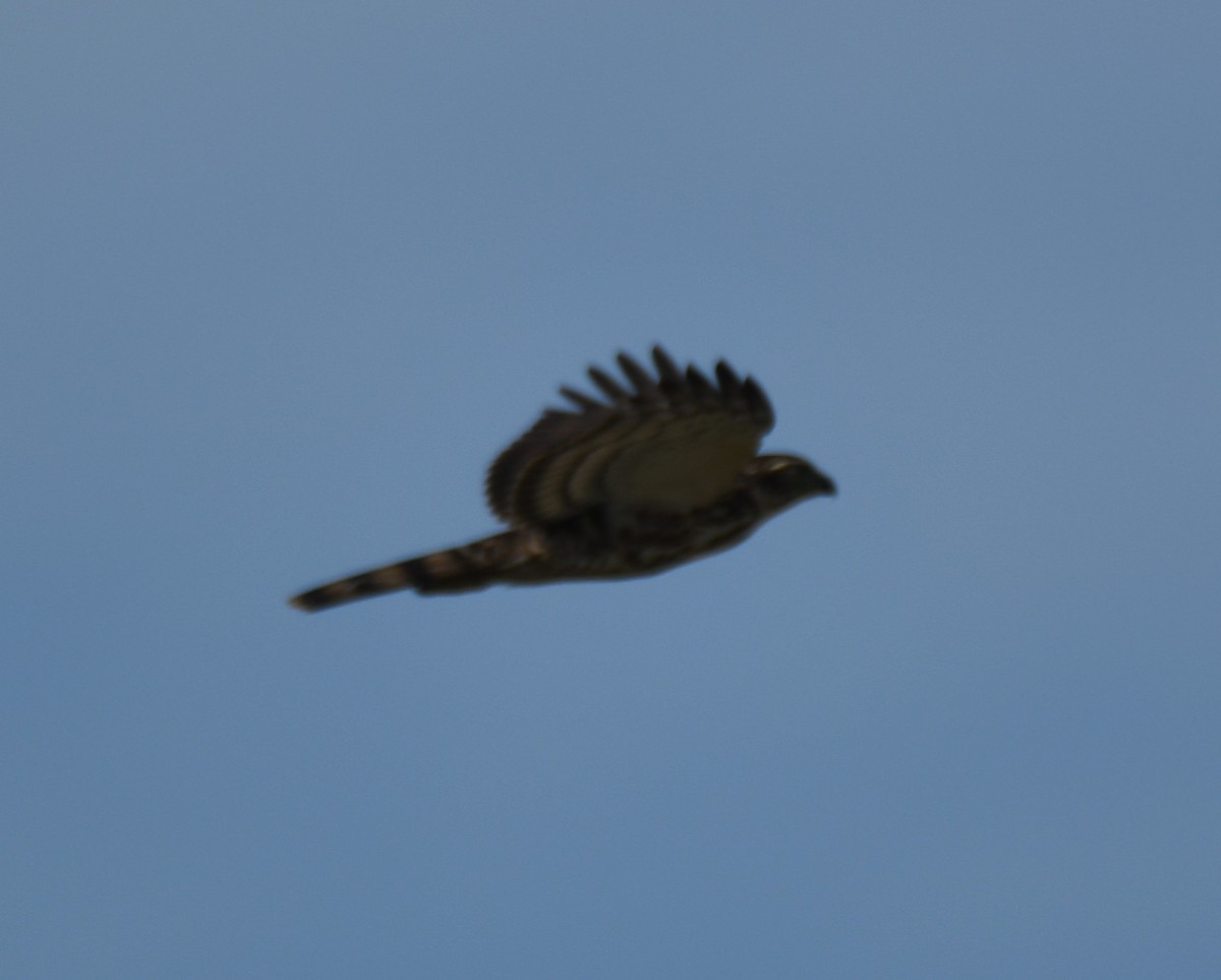 Crested Goshawk - ML642848851
