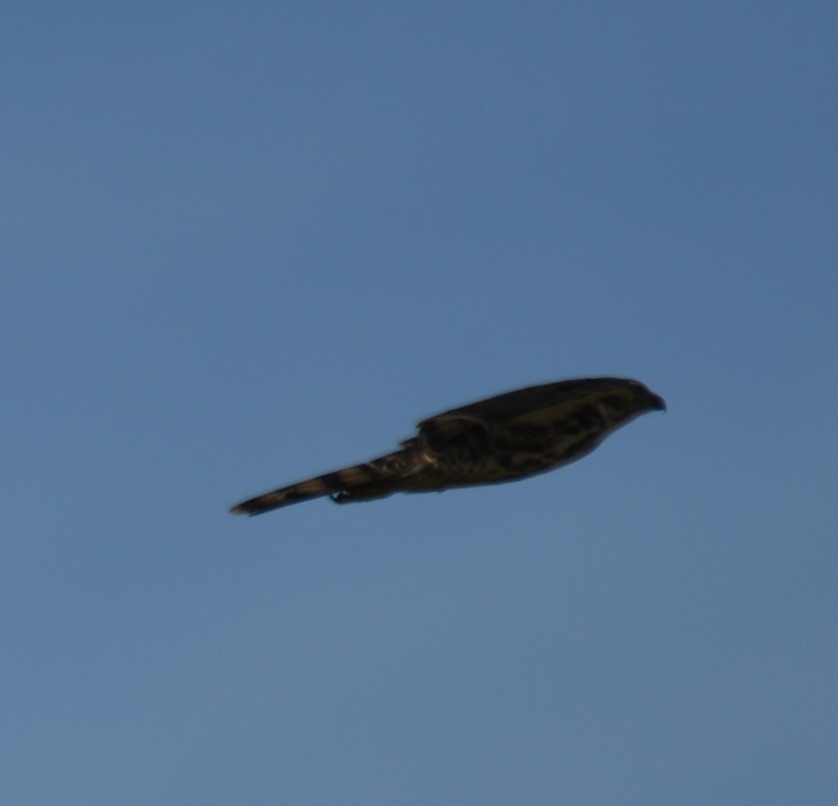 Crested Goshawk - ML642848853