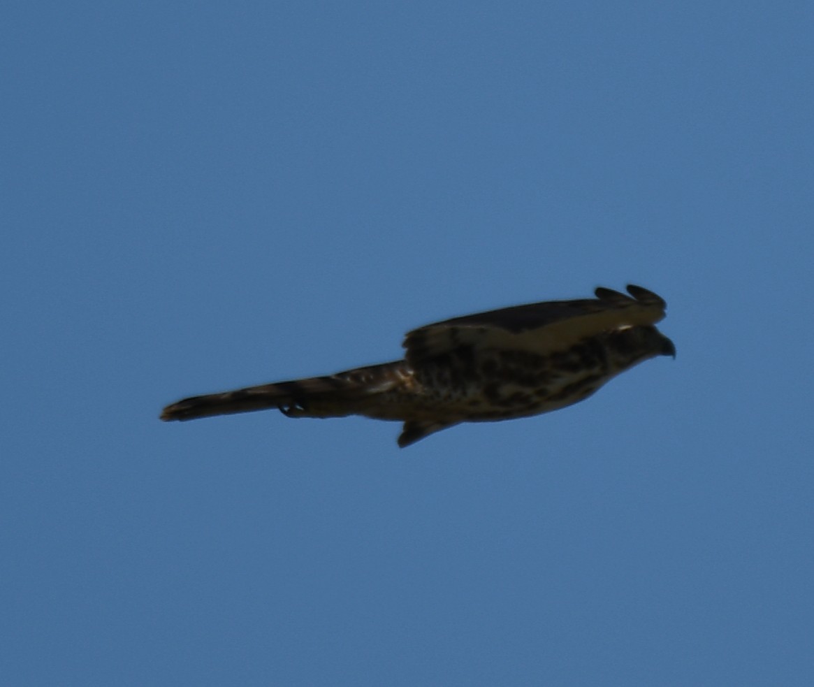 Crested Goshawk - ML642848854