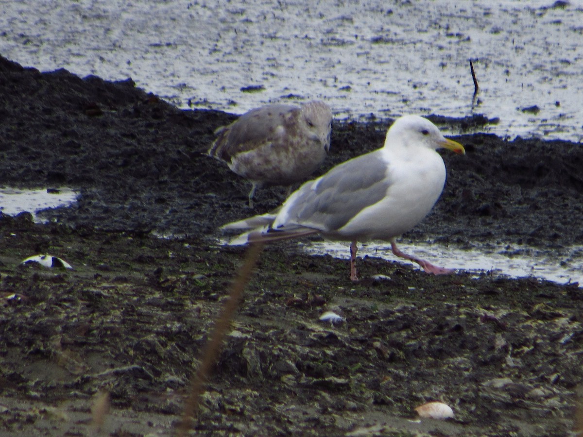 Iceland Gull (Thayer's) - ML642848864