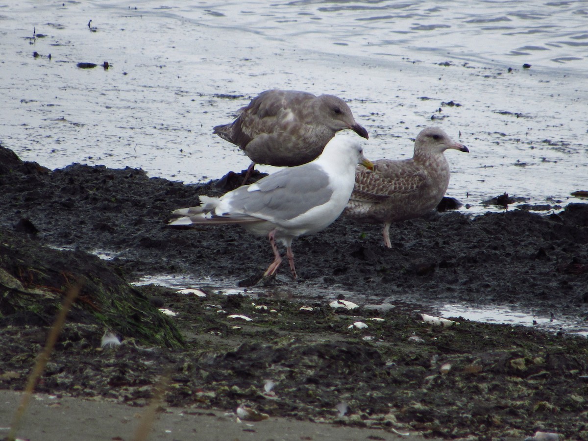 Iceland Gull (Thayer's) - ML642848865